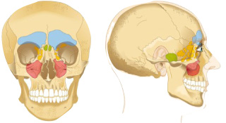 Die Nasennebenhöhlen